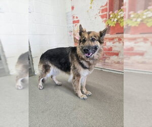 German Shepherd Dog Dogs for adoption in San Bernardino, CA, USA