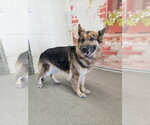 Small German Shepherd Dog