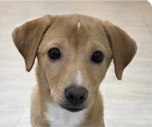 Mutt Dogs for adoption in San Ramon, CA, USA