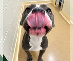 Small Photo #3  Puppy For Sale in , 