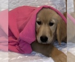 Small Photo #5 Golden Retriever Puppy For Sale in PALMETTO, FL, USA