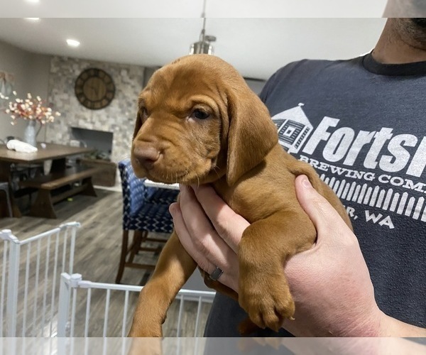 Medium Photo #13 Vizsla Puppy For Sale in CANBY, OR, USA
