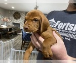 Small Photo #13 Vizsla Puppy For Sale in CANBY, OR, USA