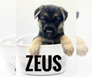 Medium German Shepherd Dog