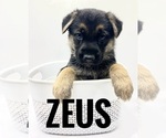 Puppy Zuess German Shepherd Dog