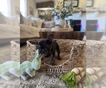 Small Photo #7 French Bulldog Puppy For Sale in BONNEAU, SC, USA