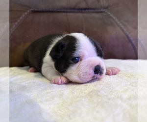 Boston Terrier Puppy for sale in GARFIELD, AR, USA