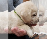 Puppy Green collar Labrador Retriever