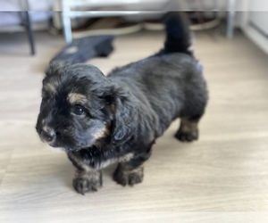 Cardigan Welsh Corgi-Schnoodle (Standard) Mix Puppy for sale in DALLAS, TX, USA