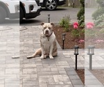 Small Photo #1 American Bully Puppy For Sale in MIDDLEBORO, MA, USA
