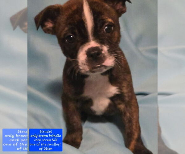 Medium Photo #3 Boston Terrier-Unknown Mix Puppy For Sale in Alexander, AR, USA