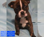 Small #2 Boston Terrier Mix