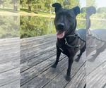 Small #12 Labrador Retriever Mix