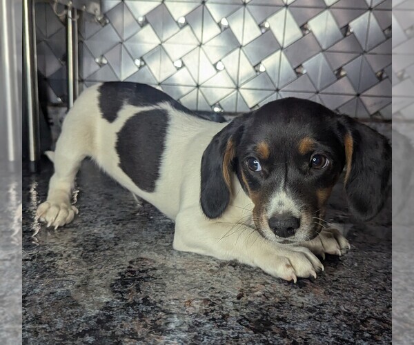 Medium Photo #2 Doxle Puppy For Sale in GOSHEN, IN, USA