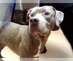 MAX - Male Mutt Dog for Adoption - Small photo