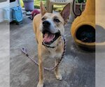 Small #34 Akita Mix