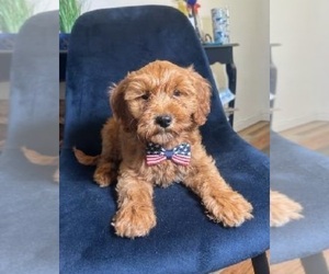 Goldendoodle (Miniature) Puppy for sale in INDIANAPOLIS, IN, USA