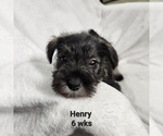 Small Photo #5 Schnauzer (Miniature) Puppy For Sale in KOKOMO, IN, USA
