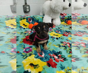 Mutt Dogs for adoption in York, SC, USA