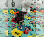 Small Mutt
