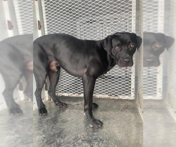 Medium Photo #1 Labrador Retriever Puppy For Sale in Bakersfield, CA, USA