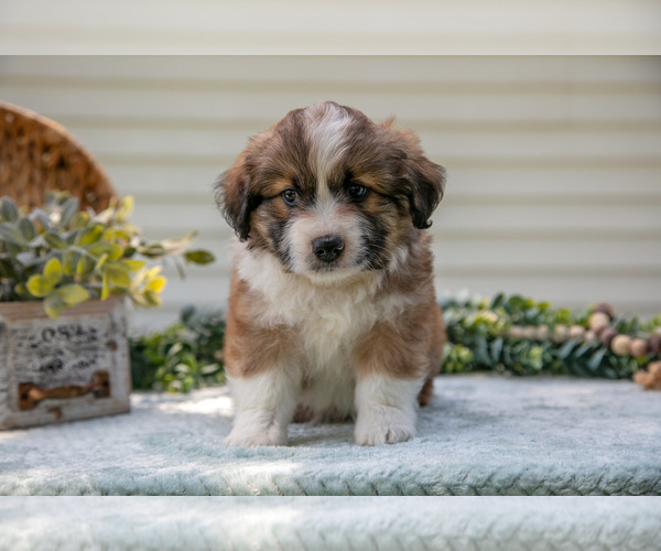Medium Photo #19 Aussiedoodle Miniature  Puppy For Sale in MILLERSBURG, OH, USA