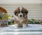 Small Photo #19 Aussiedoodle Miniature  Puppy For Sale in MILLERSBURG, OH, USA