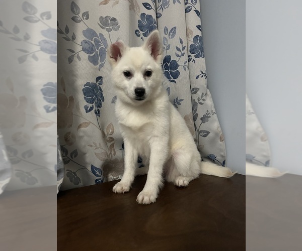 Medium Photo #39 Alaskan Klee Kai Puppy For Sale in DURHAM, CT, USA
