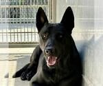 Small #1 German Shepherd Dog