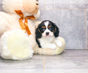 Cavalier King Charles Spaniel Puppy for sale in AMITY, NC, USA
