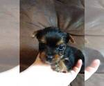 Small Photo #12 Yorkshire Terrier Puppy For Sale in SEYMOUR, IN, USA