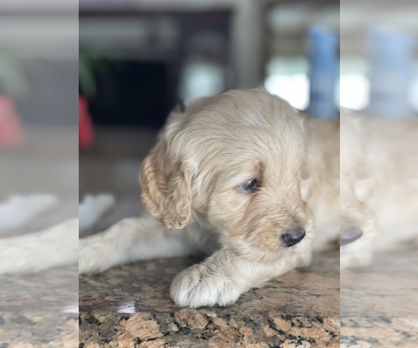Medium Photo #3 Goldendoodle Puppy For Sale in TAMPA, FL, USA