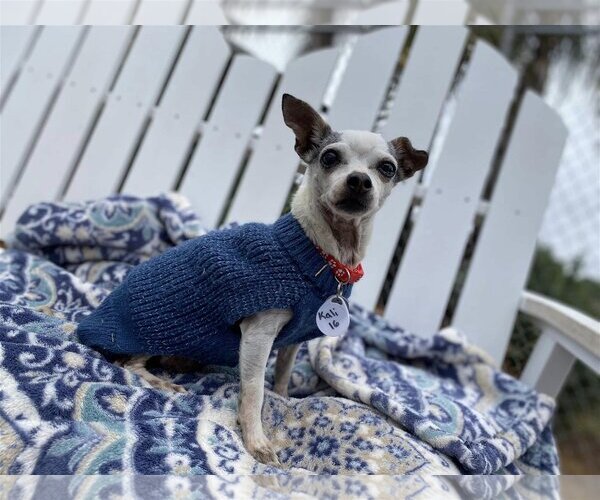 Medium Photo #1 Chihuahua Puppy For Sale in  Ramona, CA, USA