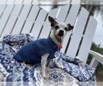 Small Chihuahua