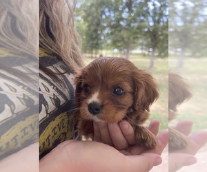 Cavalier King Charles Spaniel Puppy for sale in MOUNDS, OK, USA