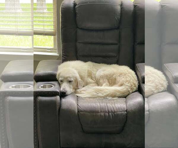 Medium Photo #6 Great Pyrenees-Unknown Mix Puppy For Sale in Houston, TX, USA