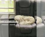 Small #5 Great Pyrenees Mix