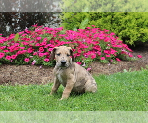 Great Dane Puppy for sale in SHILOH, OH, USA