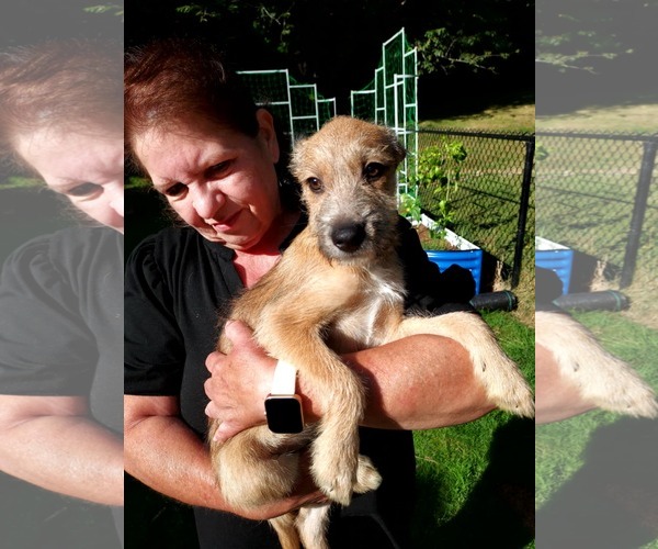 Medium Photo #2 Chihuahua-Wheaten Terrier Mix Puppy For Sale in Arlington, WA, USA