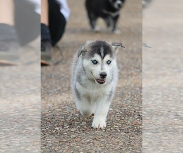Medium Photo #16 Labrador Retriever-Siberian Husky Mix Puppy For Sale in WOODFORD, VA, USA