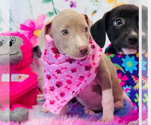 American Pit Bull Terrier-Dachshund Mix Dogs for adoption in Lakewood, CO, USA