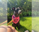 Small #1 Labrador Retriever Mix