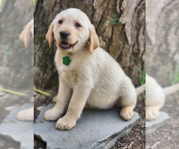 Medium Photo #1 Golden Labrador Puppy For Sale in SAYRE, PA, USA