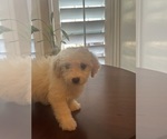 Puppy Puppy 3 Maltipoo