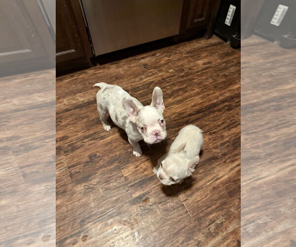 Medium Photo #4 French Bulldog Puppy For Sale in Fair Oaks, CA, USA