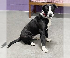 American Pit Bull Terrier-Labrador Retriever Mix Dogs for adoption in Genesee, WI, USA