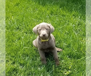 Labrador Retriever Puppy for sale in DUNDEE, OH, USA