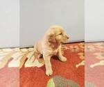 Small Photo #5 Golden Retriever Puppy For Sale in MERIDIAN, ID, USA