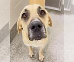 Small #2 Mastiff Mix