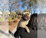 Small Photo #3 French Bulldog Puppy For Sale in NORTH LAS VEGAS, NV, USA